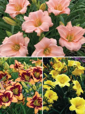 Link to Hemerocallis Soft Colors Collection 2