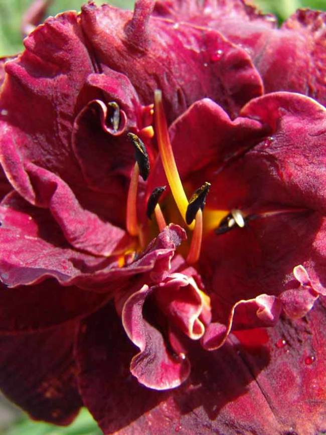 Hemerocallis Night Embers