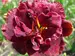 Hemerocallis Night Embers