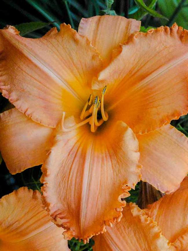 Hemerocallis New Tangerine Twist