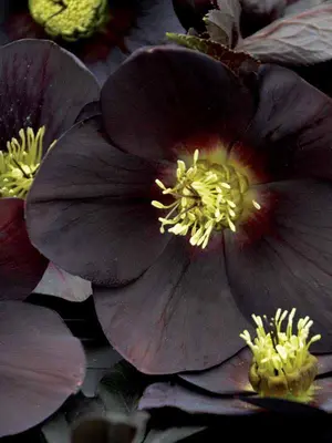 Link to Helleborus New York Night