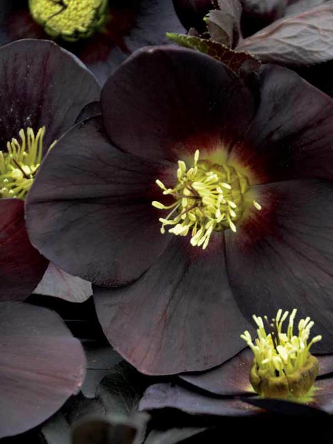 Helleborus New York Night