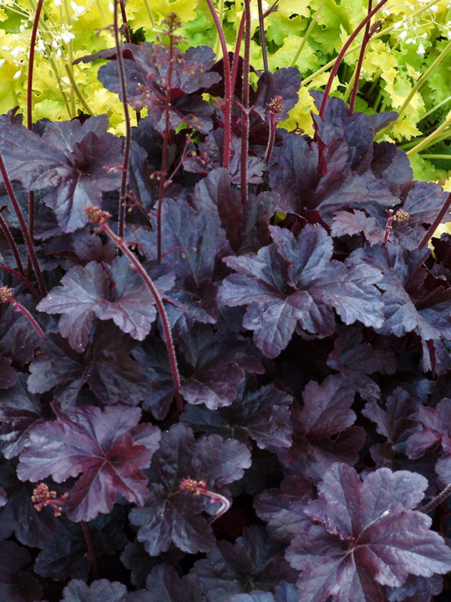 Heuchera Obsidian