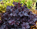 Heuchera Obsidian