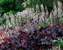 Heucherella Onyx