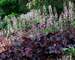 Heucherella Onyx