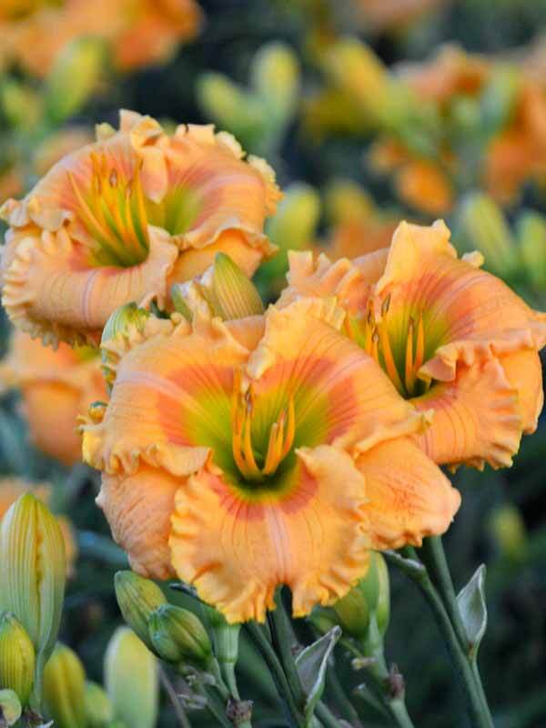 Hemerocallis Orange Smoothie