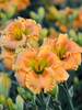 Hemerocallis Orange Smoothie