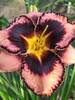 Hemerocallis Simmons Overture