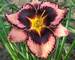 Hemerocallis Simmons Overture