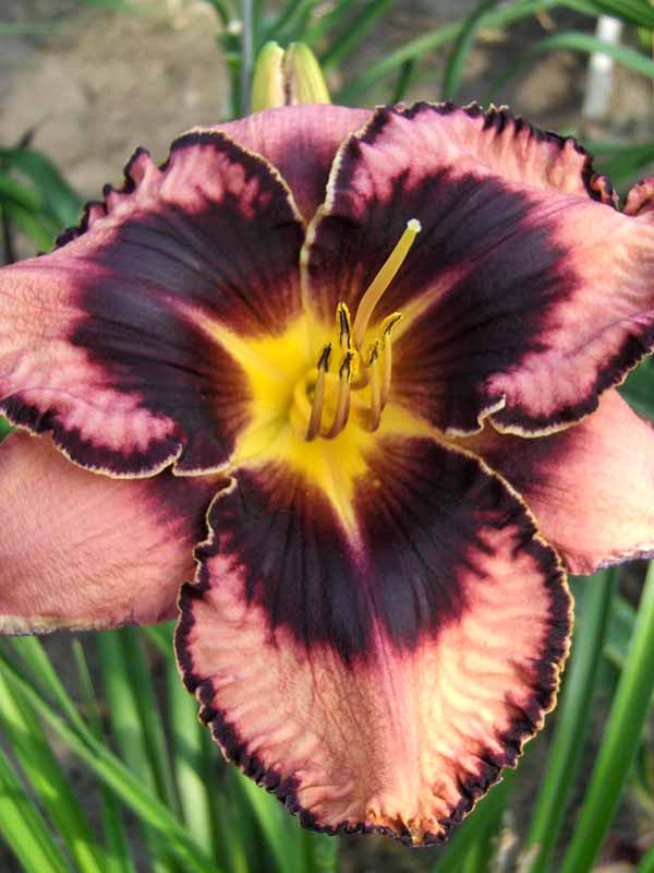 HEOV_0_Hemerocallis_Simmons_Ov