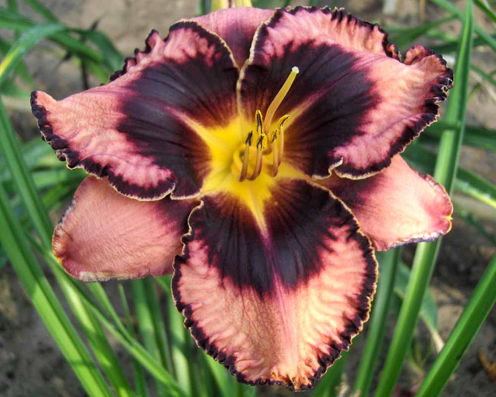 Hemerocallis Simmons Overture | Bluestone Perennials