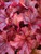 Heuchera Paprika