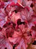 Heuchera Paprika