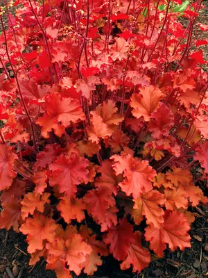 Link to Heuchera Peach Crisp