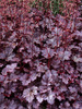 Heuchera Plum-Pudding