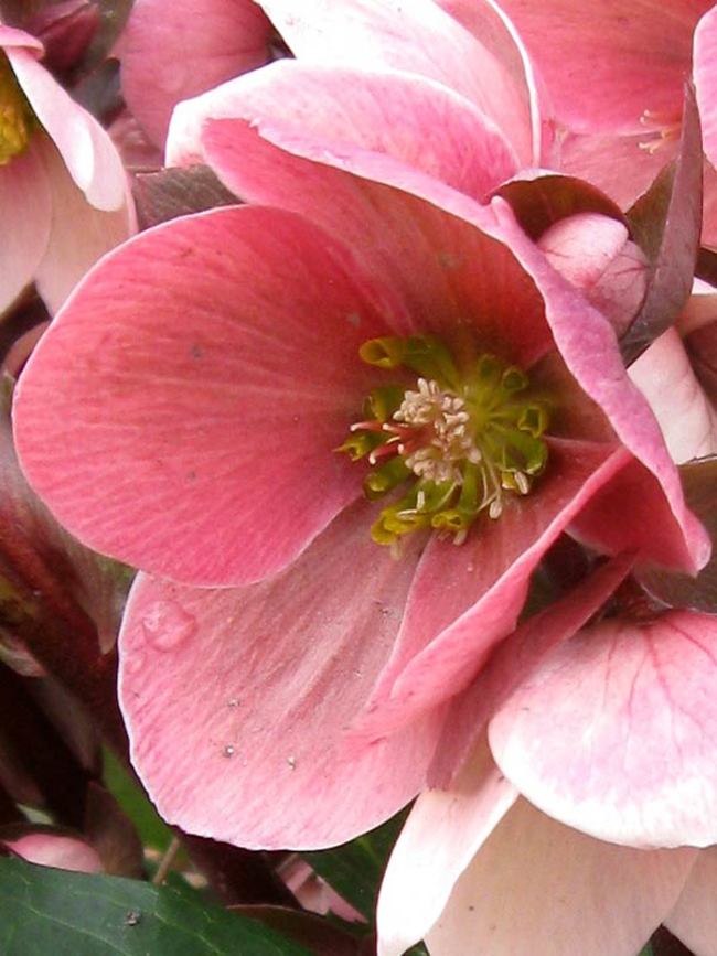 Helleborus Pink Frost