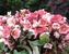 Helleborus Pink Frost