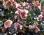 Helleborus Pink Frost