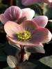 Helleborus Pink Frost