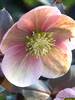 Helleborus Pink Frost