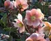 Helleborus Pink Frost