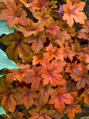 Link to Heucherella Pumpkin Spice