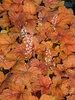 Heucherella Pumpkin Spice