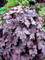 Heucherella Plum Cascade