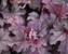 Heucherella Plum Cascade