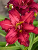 Hemerocallis Double Pardon Me