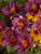 Hemerocallis Purple De Oro