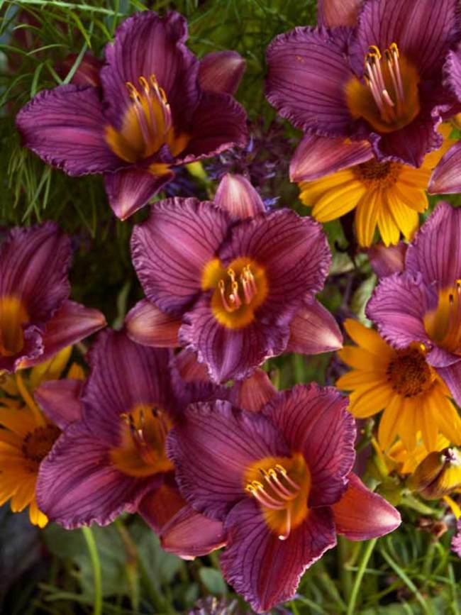 Hemerocallis Purple De Oro