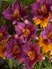 Hemerocallis Purple De Oro