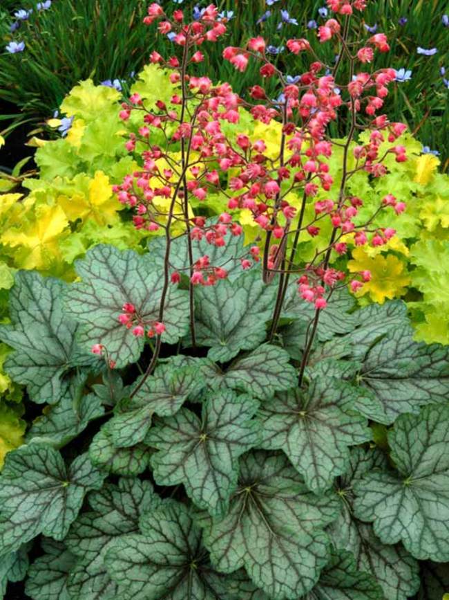 Heuchera Peppermint Spice