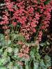 Heuchera Peppermint Spice