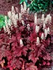 Heucherella Peach Tea