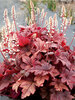 Heucherella Peach Tea