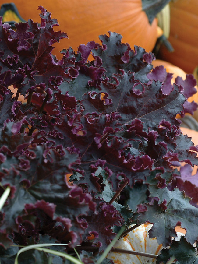 Heuchera Purple Petticoats