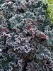 Heuchera Purple Petticoats