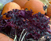 Heuchera Purple Petticoats