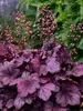 Heuchera Primo Wild Rose