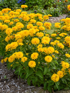 Heliopsis