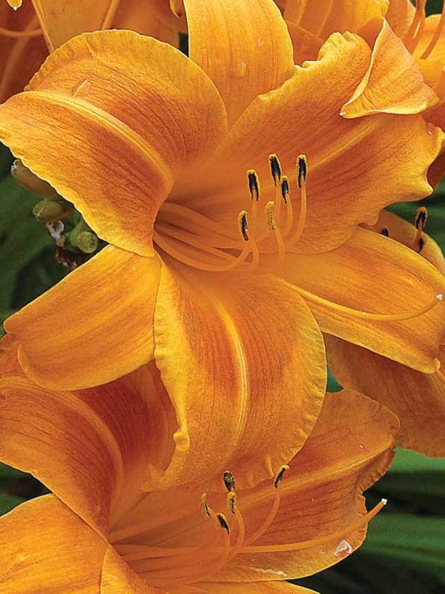 Hemerocallis Rocket City