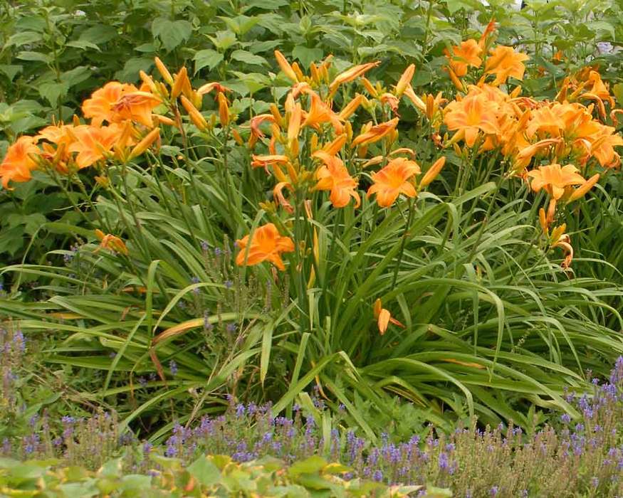 Hemerocallis Rocket City -- Bluestone Perennials