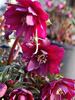 Helleborus Red Sapphire