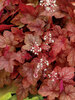 Heucherella Redstone Falls