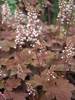 Heucherella Redstone Falls