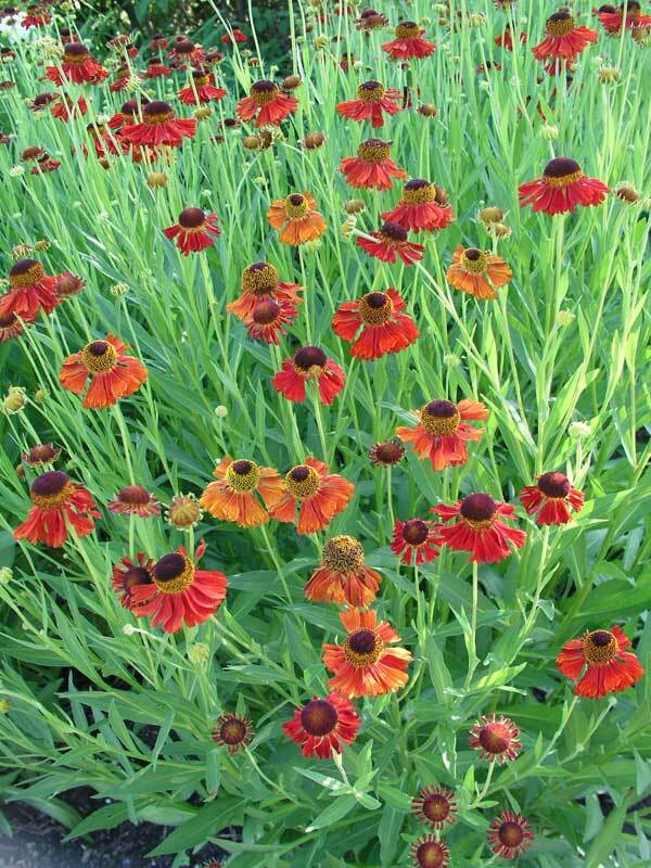 Helenium Red-&-Gold