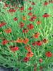 Helenium Red-&-Gold